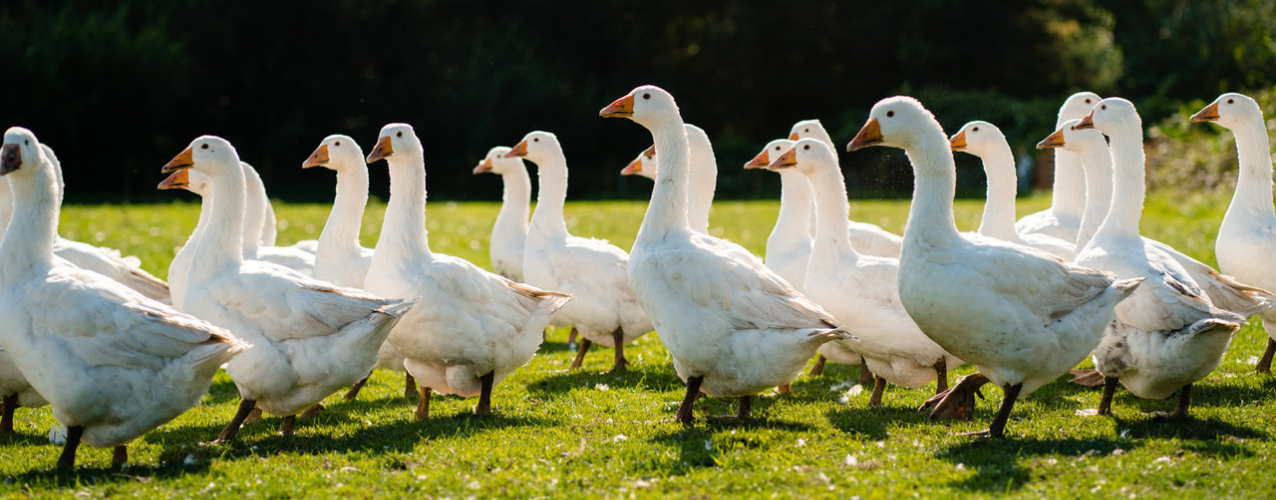 free range geese