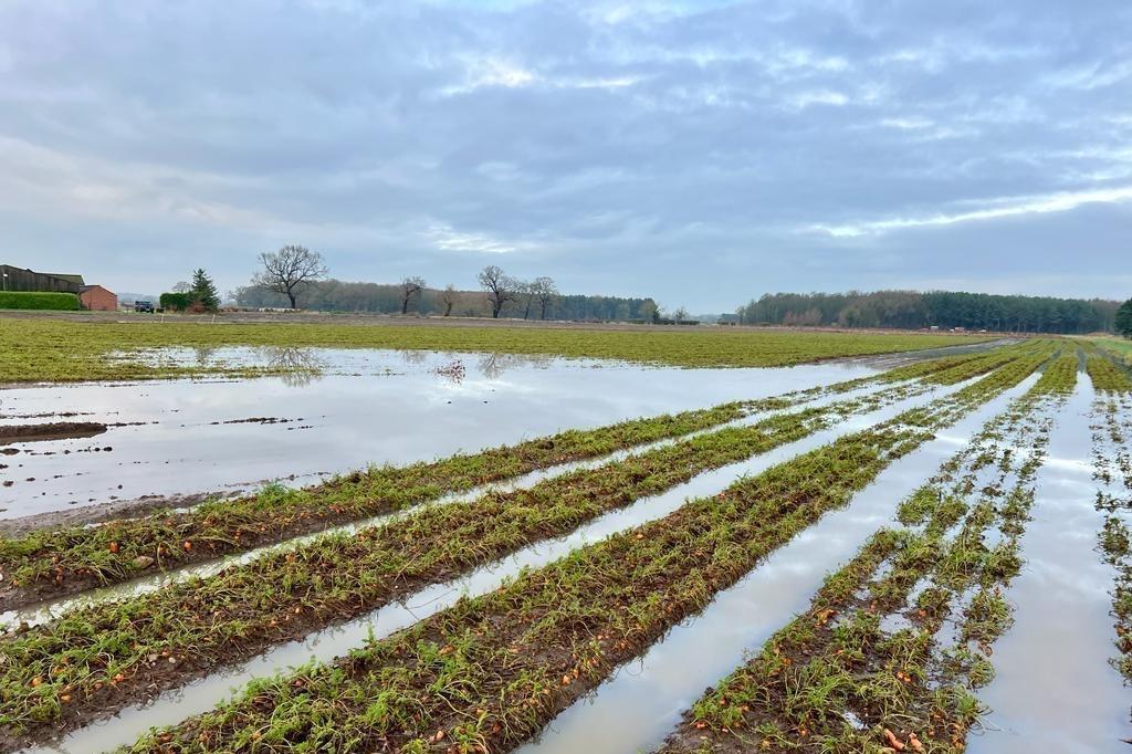 flooded vegetable field