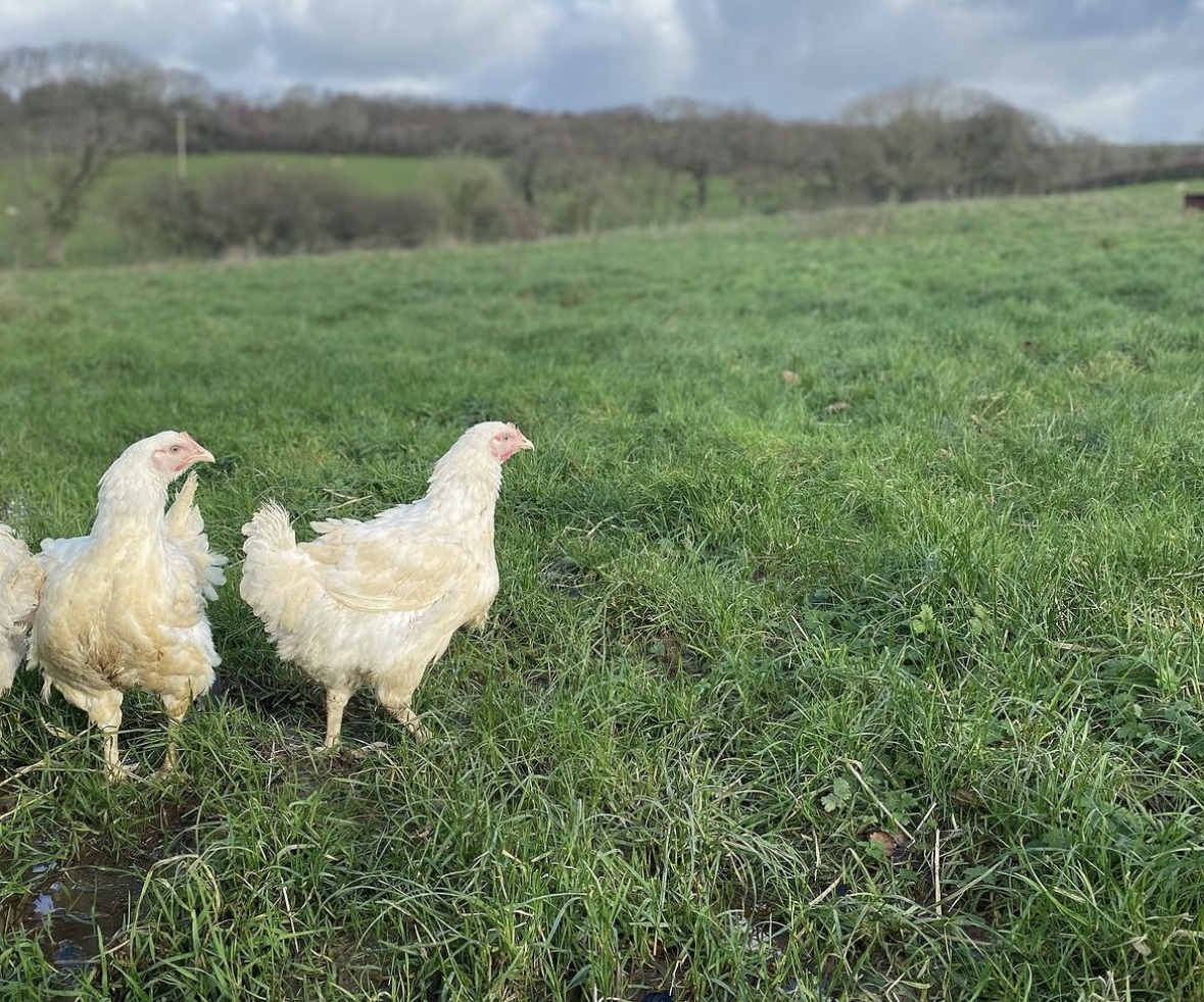 chickens in field